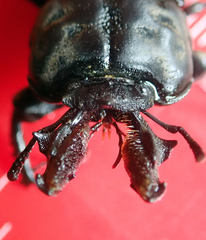 Ryssonotus nebulosus