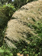 Austroderia splendens