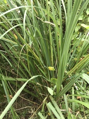 Austroderia splendens