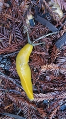 Ariolimax californicus