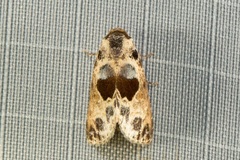 Meekistrotia molybdota