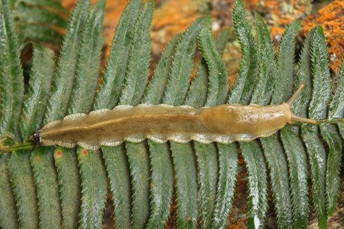 Pacific Banana Slug, Clallam County, WA, USA, photo 5 of 10