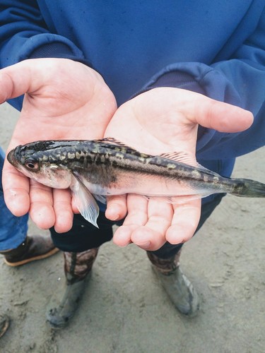 Pacific Sandfish