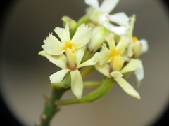 Epidendrum blepharistes