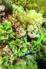 Dictyosphaeria sericea