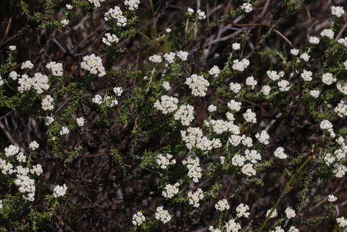Shortleaf Blombush (Metalasia brevifolia)