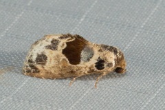 Meekistrotia molybdota