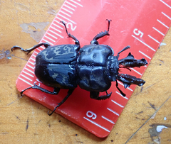 Ryssonotus nebulosus