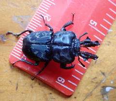 Ryssonotus nebulosus