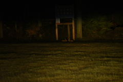 Sylvilagus palustris