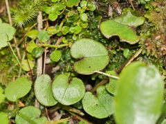 Corybas dienemus