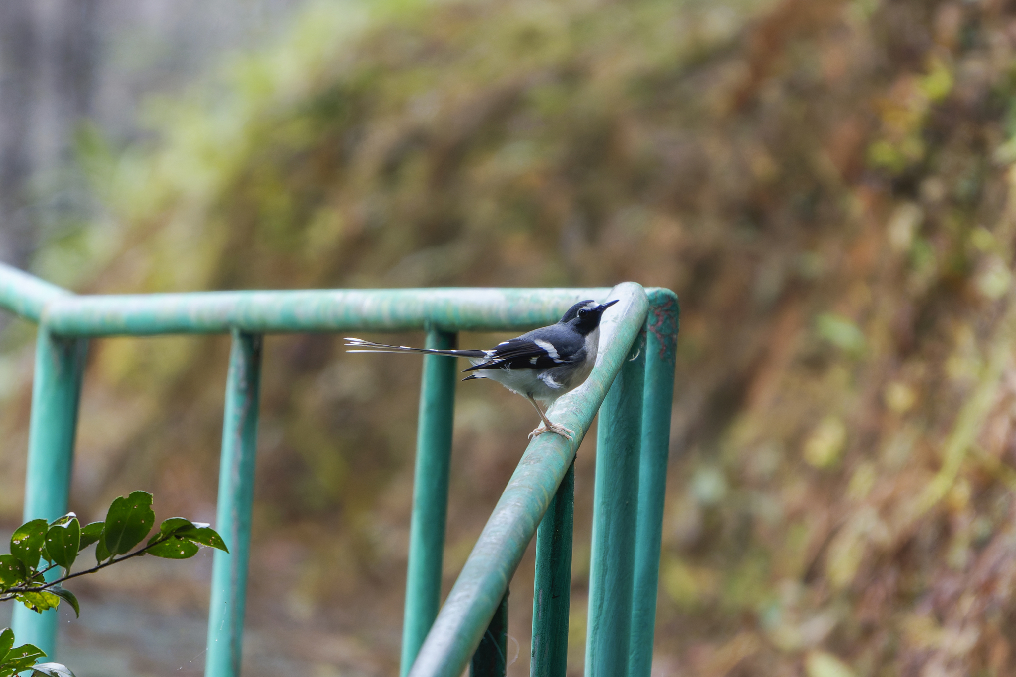 Slaty-backed Forktail
