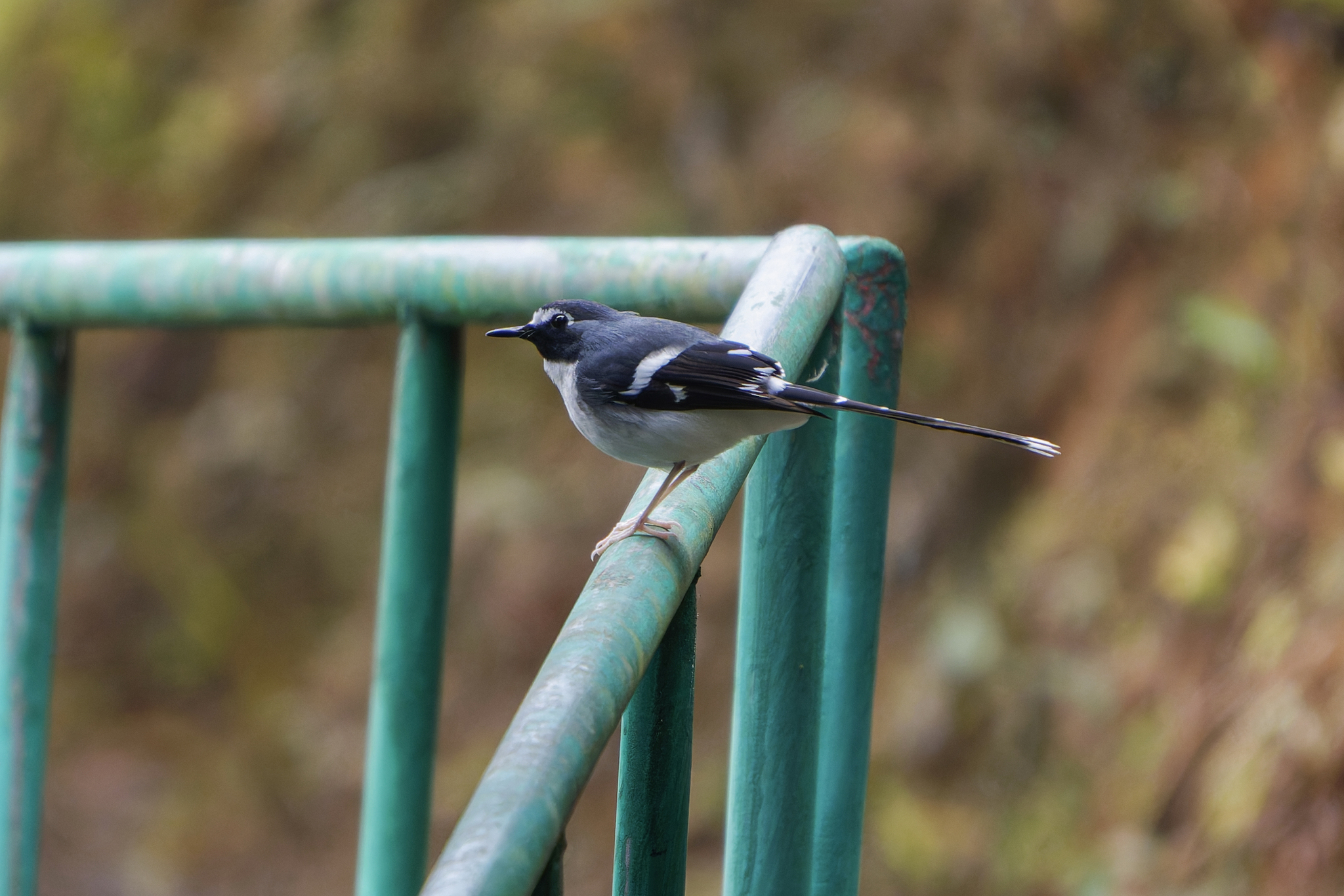 Slaty-backed Forktail