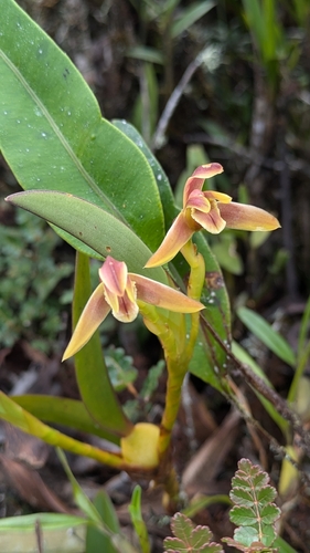 Andean Goddess (Maxillaria peruviana)