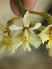 Epidendrum blepharistes