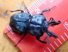 Ryssonotus nebulosus