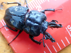 Ryssonotus nebulosus