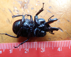 Ryssonotus nebulosus