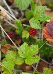 Rubus arcticus stellatus