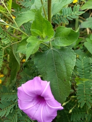 Ipomoea splendor-sylvae