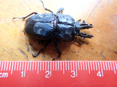 Ryssonotus nebulosus