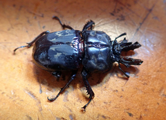 Ryssonotus nebulosus