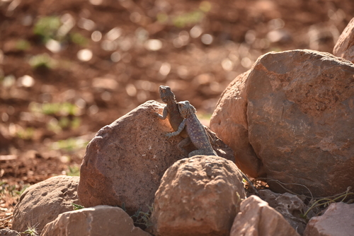 Bibron's Agama