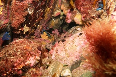 Cochleoceps bicolor