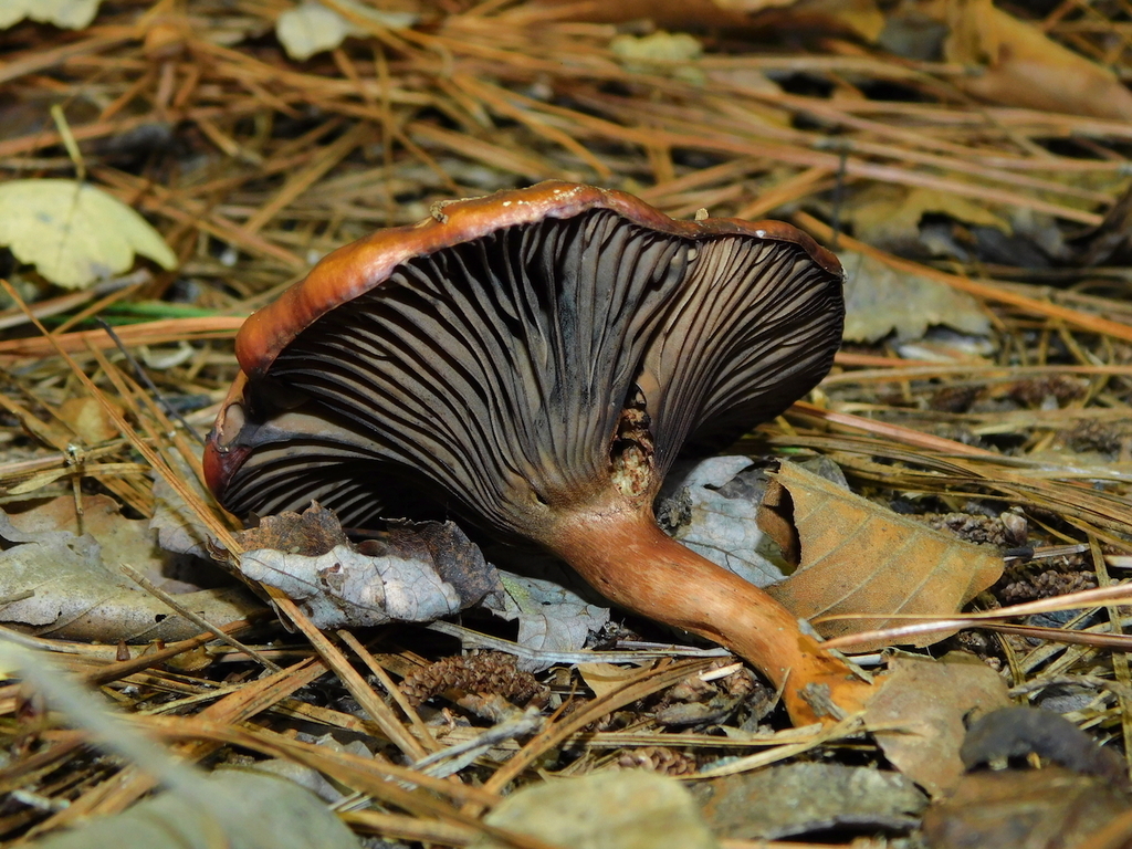 Chroogomphus vinicolor