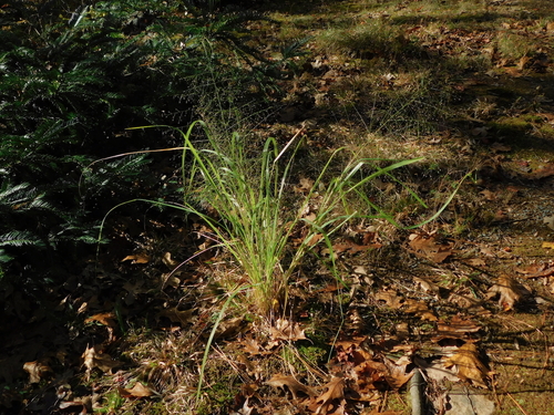 Bigtop Lovegrass (Eragrostis hirsuta)