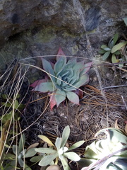 Echeveria subalpina