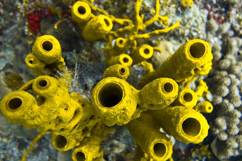 yellow tube sponge