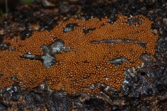 Hemitrichia clavata