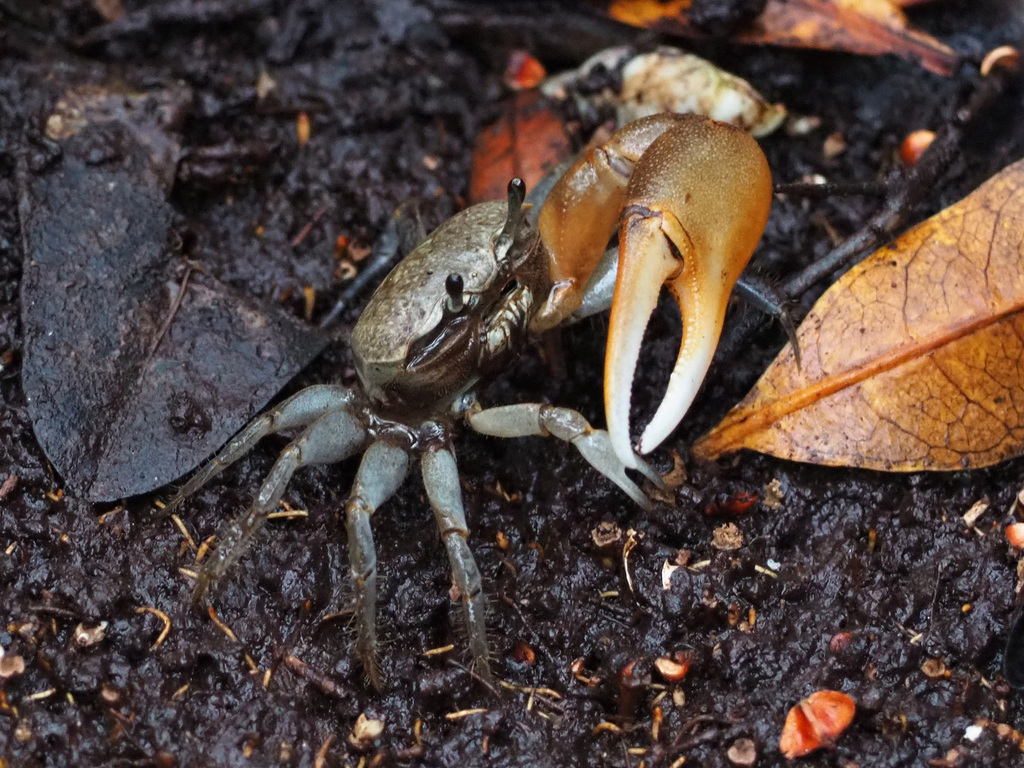 Galápagos Fiddler Crab