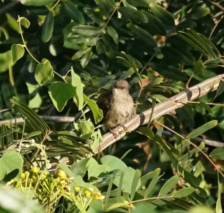 Olive-winged Bulbul (Pycnonotus plumosus)