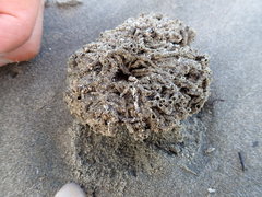 Neosabellaria kaiparaensis
