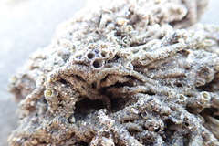 Neosabellaria kaiparaensis