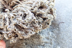 Neosabellaria kaiparaensis