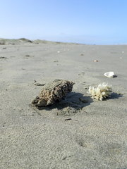 Neosabellaria kaiparaensis