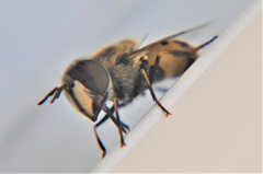 Copestylum marginatum