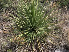 Dasylirion leiophyllum