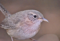 Socorro Wren photo 2