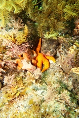 Fromia polypora