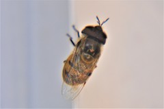 Copestylum marginatum