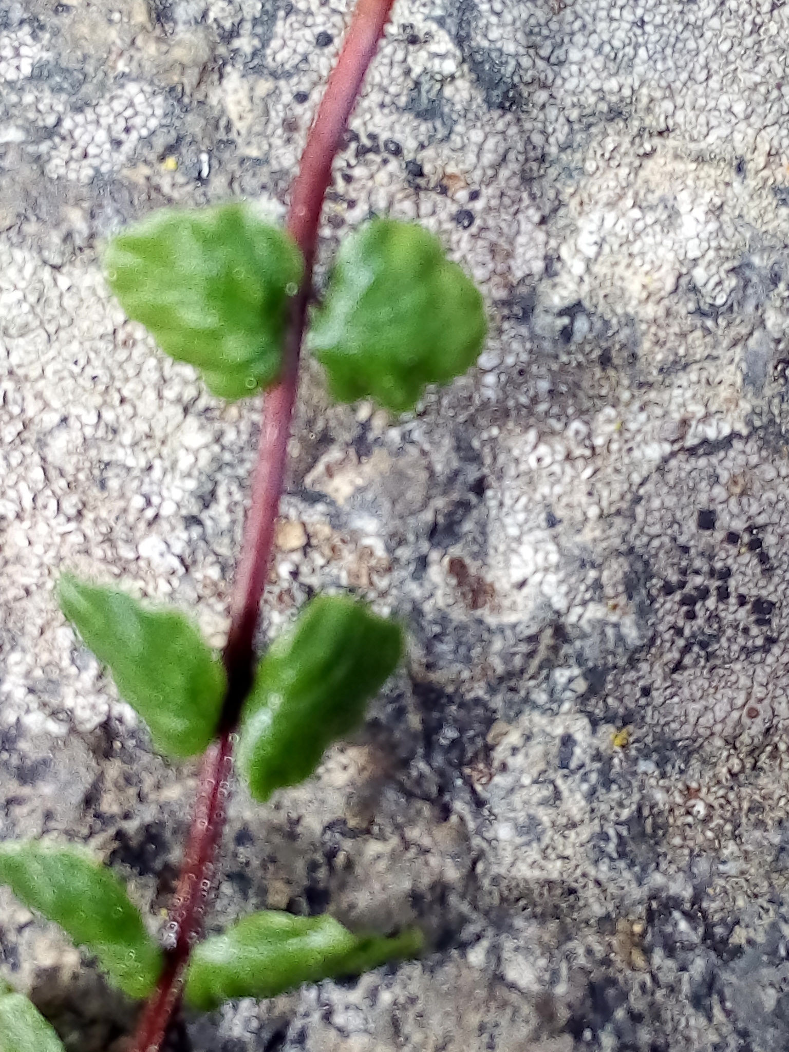 Asplenium castaneum Schltdl. & Cham. 4