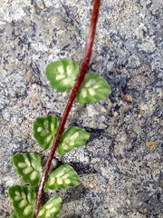 Asplenium castaneum
