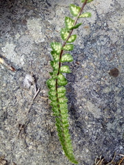 Asplenium castaneum
