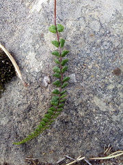 Asplenium castaneum