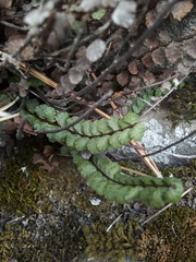 Asplenium castaneum