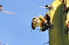 Copestylum macrocephalum